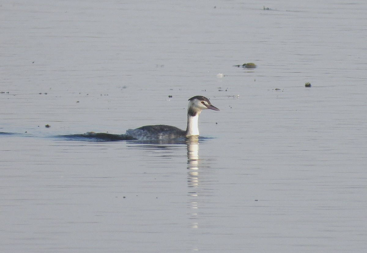Great Crested Grebe - ML646517808