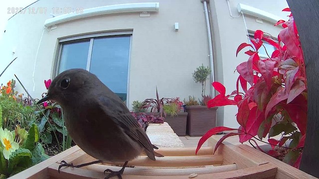 חכלילית סלעים - ML646517809