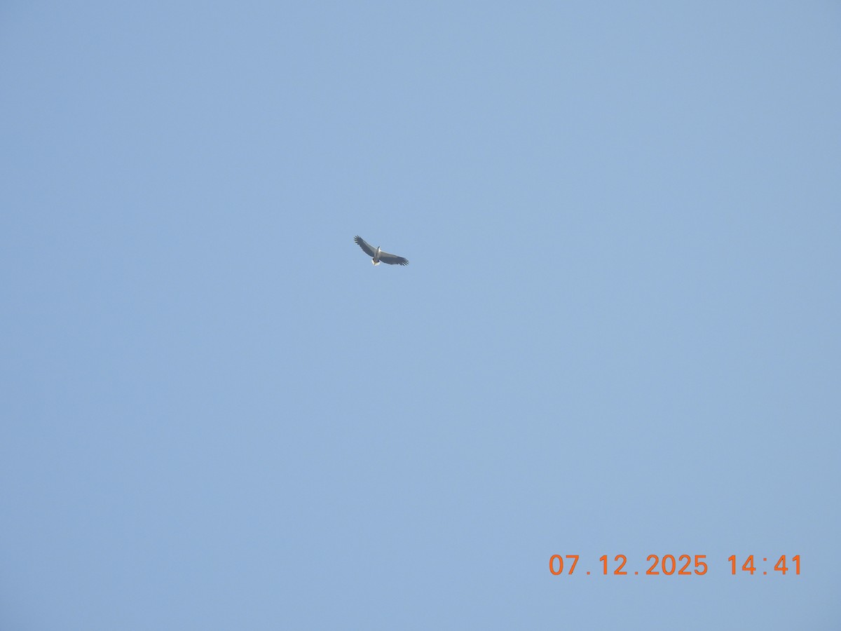 White-bellied Sea-Eagle - ML646517811