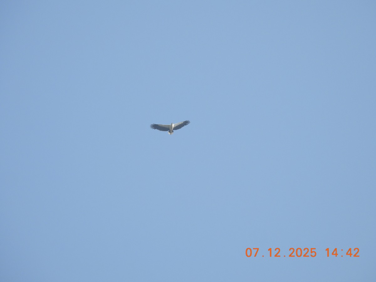White-bellied Sea-Eagle - ML646517812