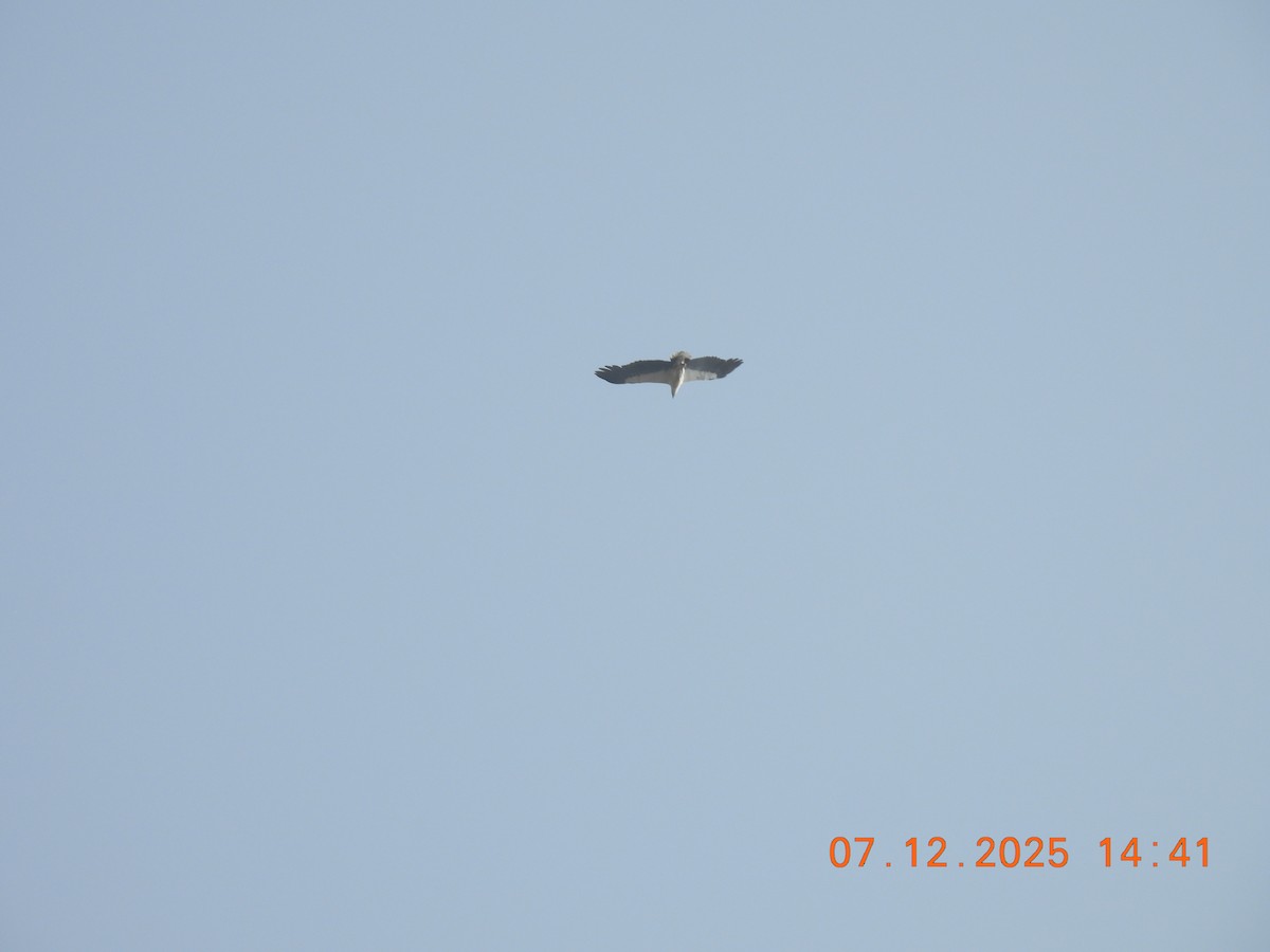 White-bellied Sea-Eagle - ML646517813