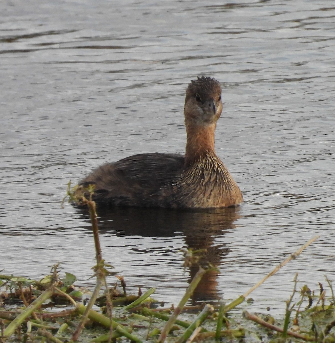 Pied-billed Grebe - ML646517814