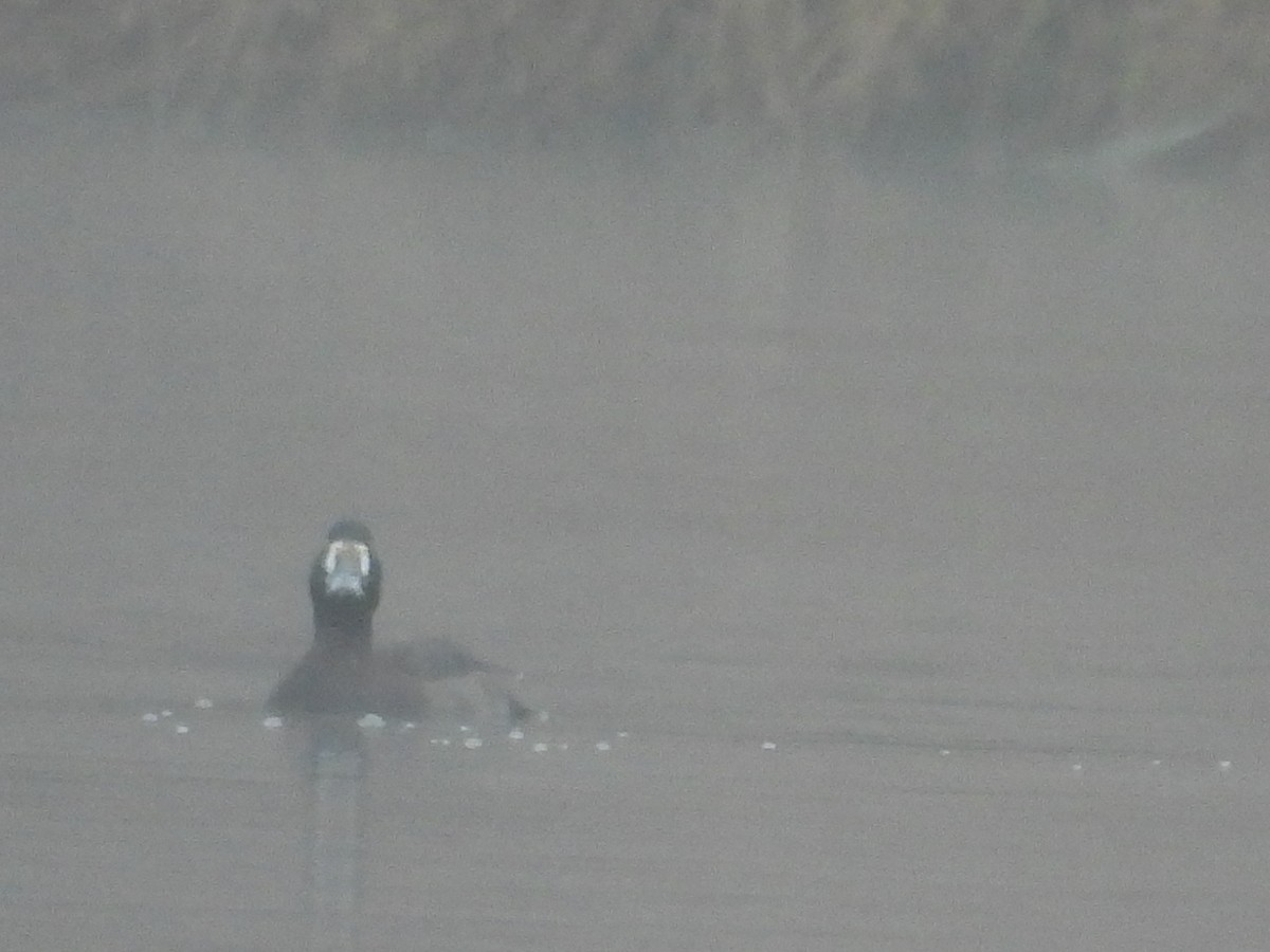 Тэнгисийн шумбуур - ML646517815