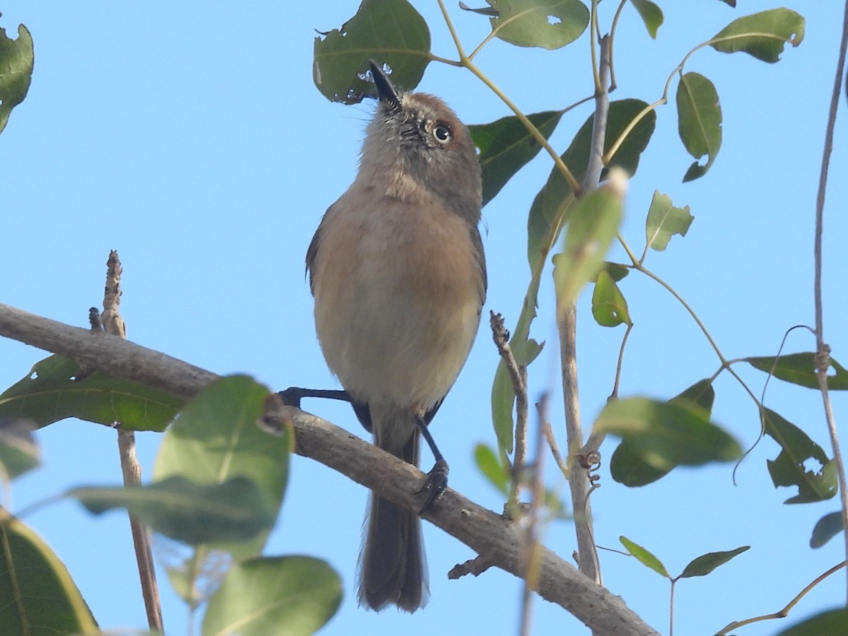 Archbold's Newtonia - ML646517816