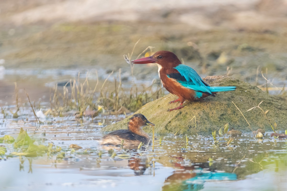 White-throated Kingfisher - ML646517819