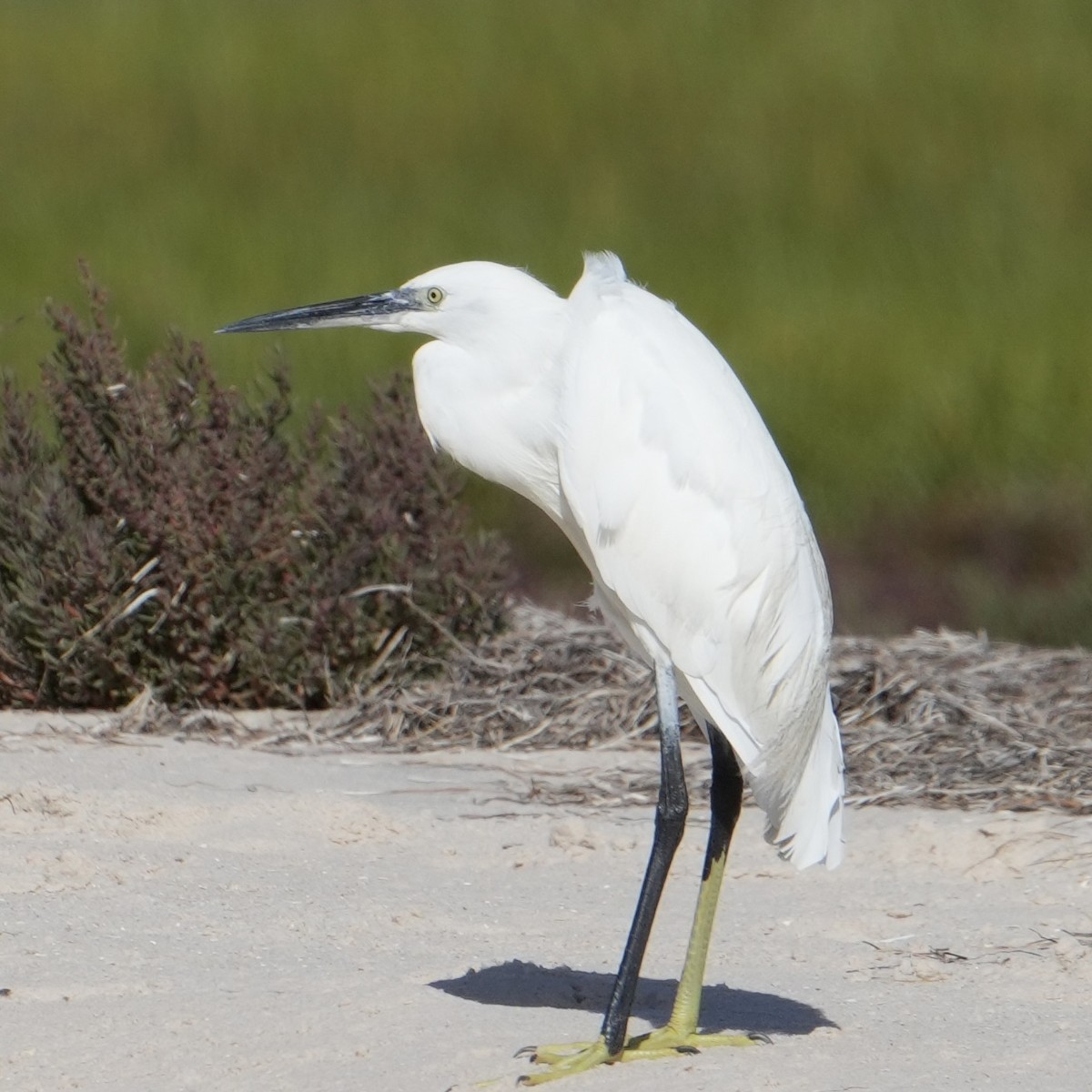 Little Egret - ML646517821