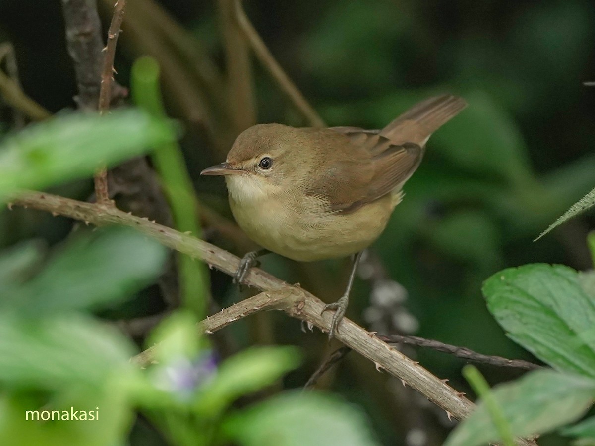 Kuzey Kamışçını - ML646517822