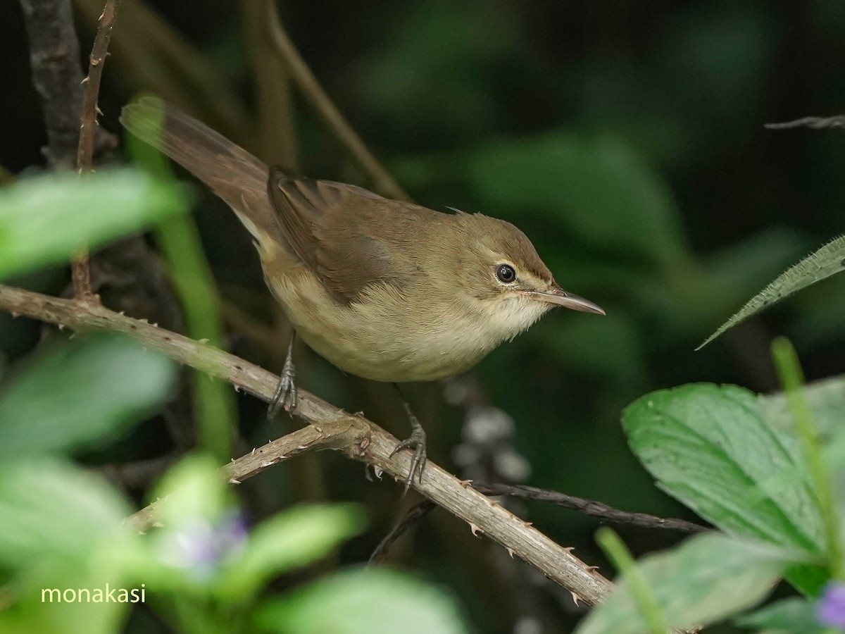 Kuzey Kamışçını - ML646517823