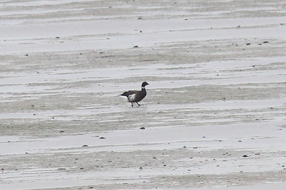 Brant (Black) - ML646517824