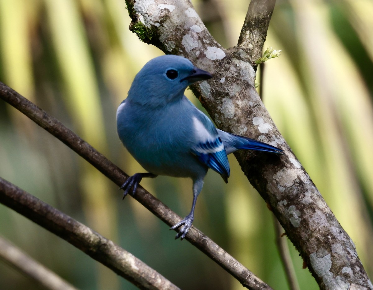 Blue-gray Tanager - ML646517825