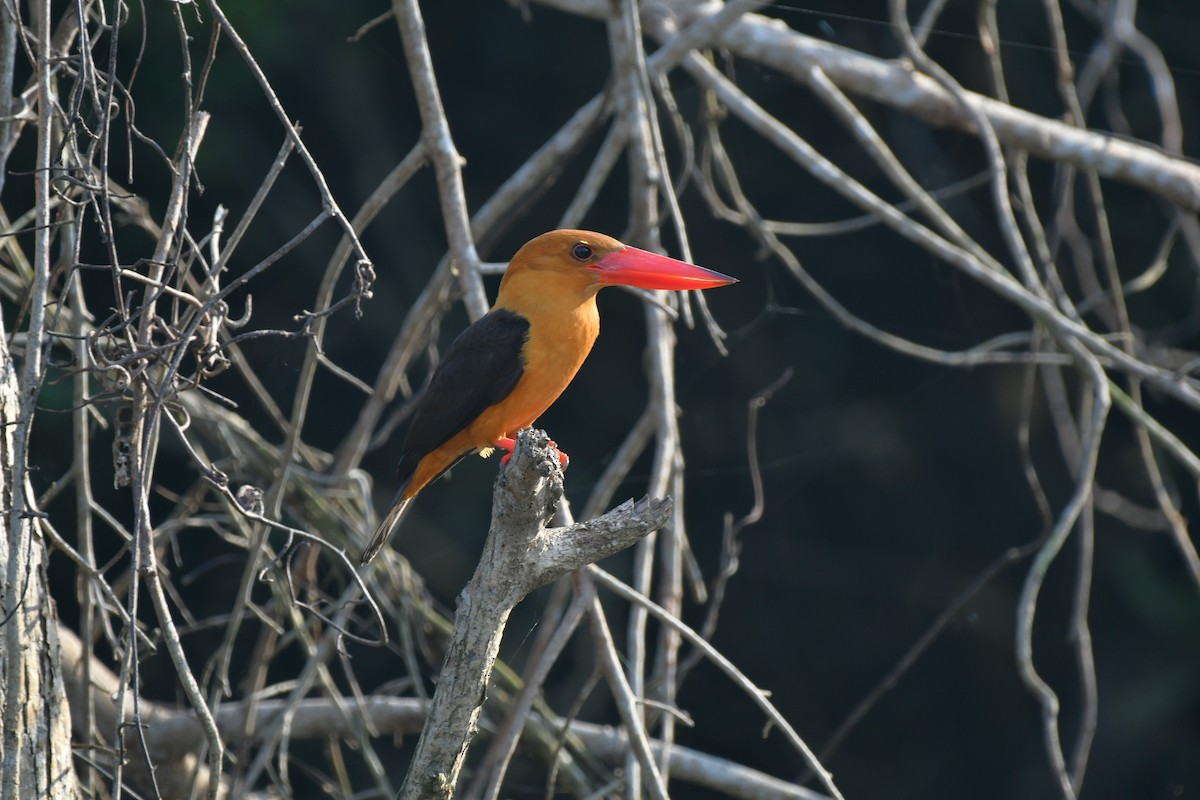 Brown-winged Kingfisher - ML646517826