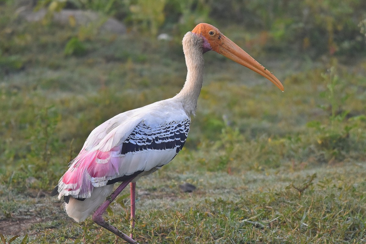 Painted Stork - ML646517828