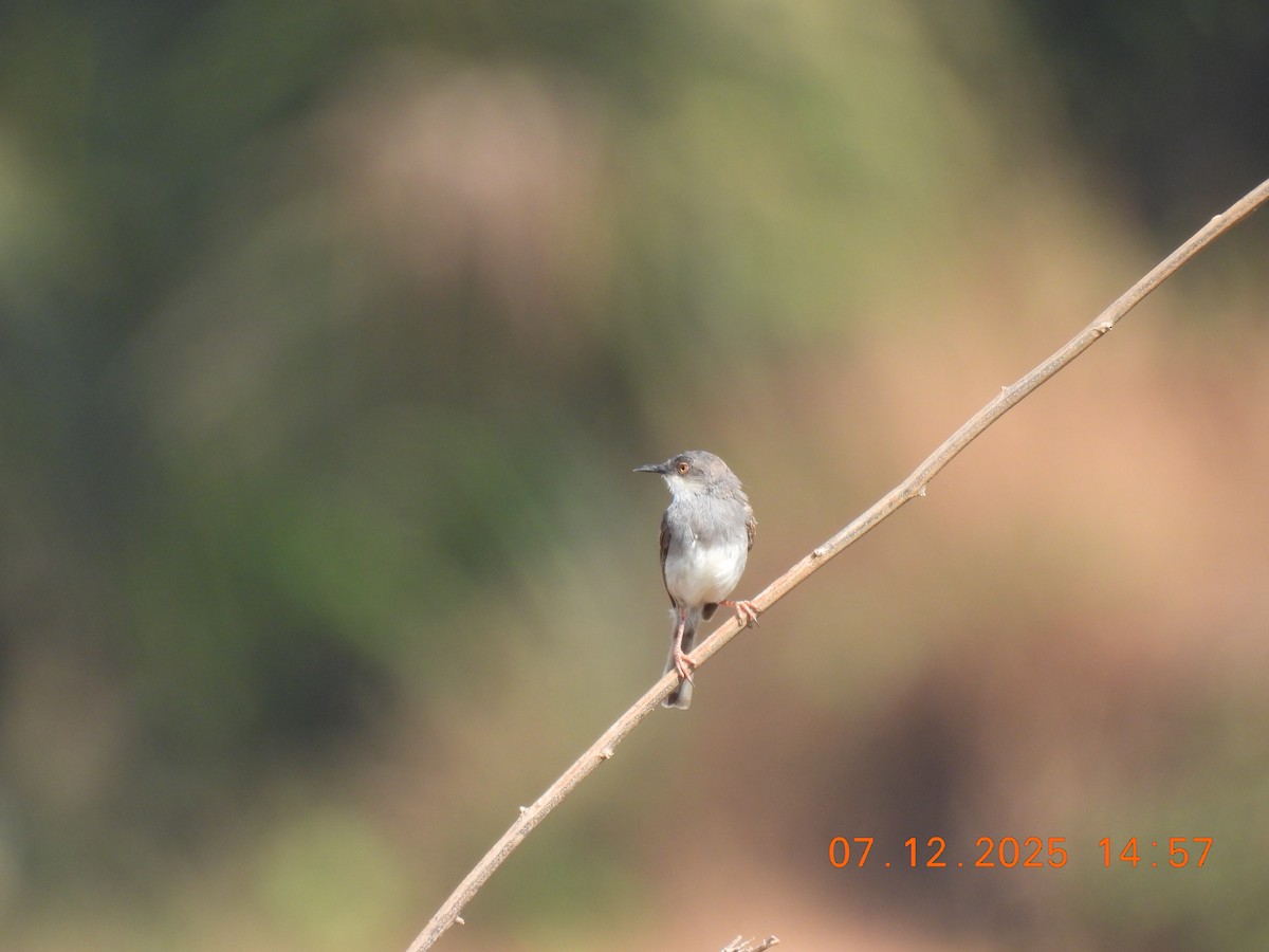 Gray-breasted Prinia - ML646517829