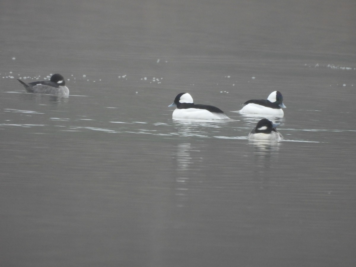 Bufflehead - ML646517831