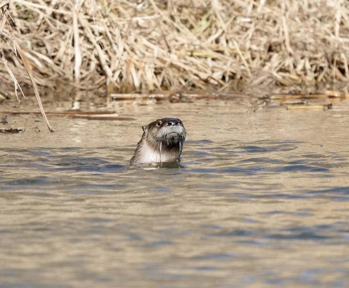 Animals - ML646517833