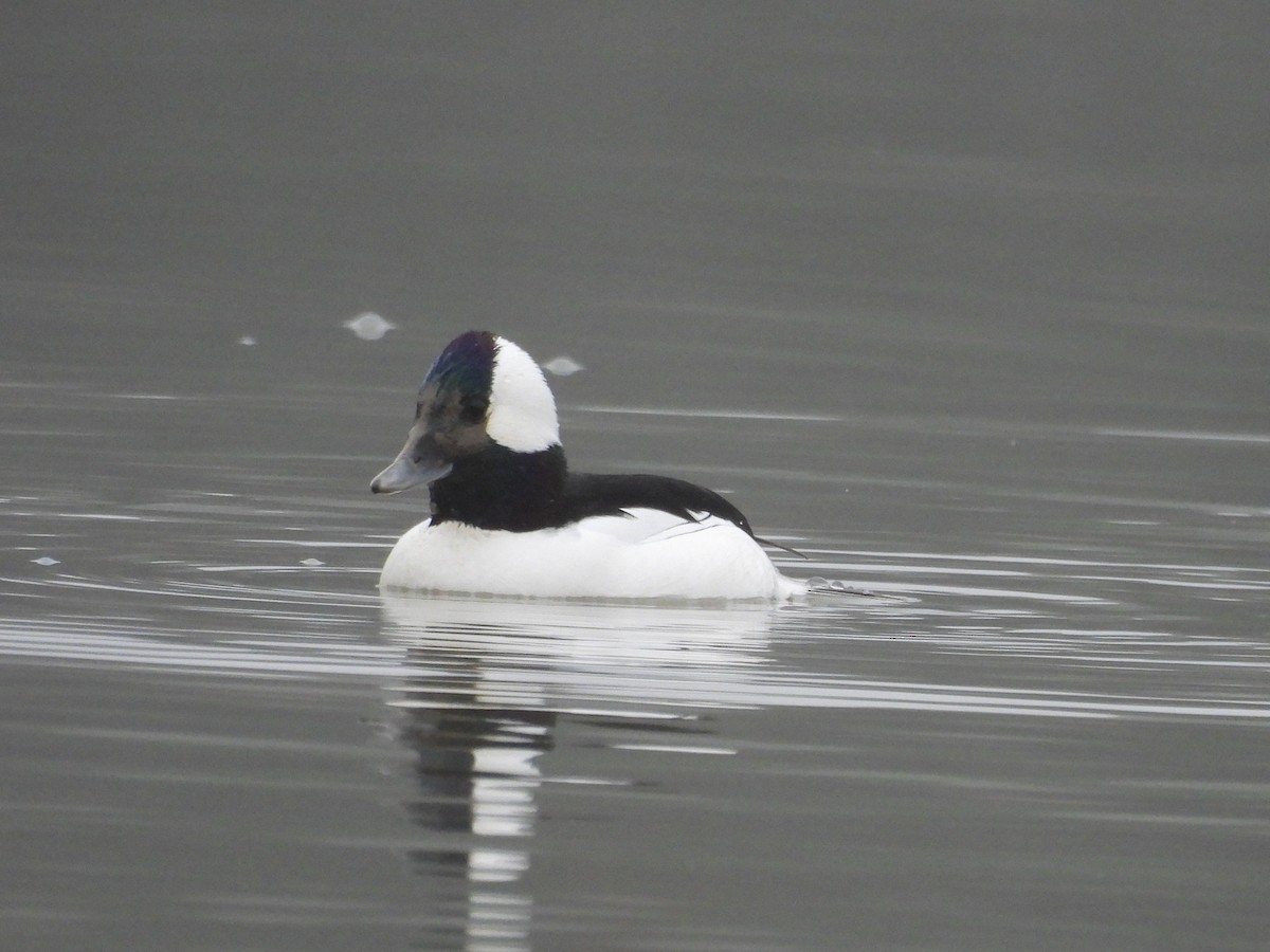 Bufflehead - ML646517834