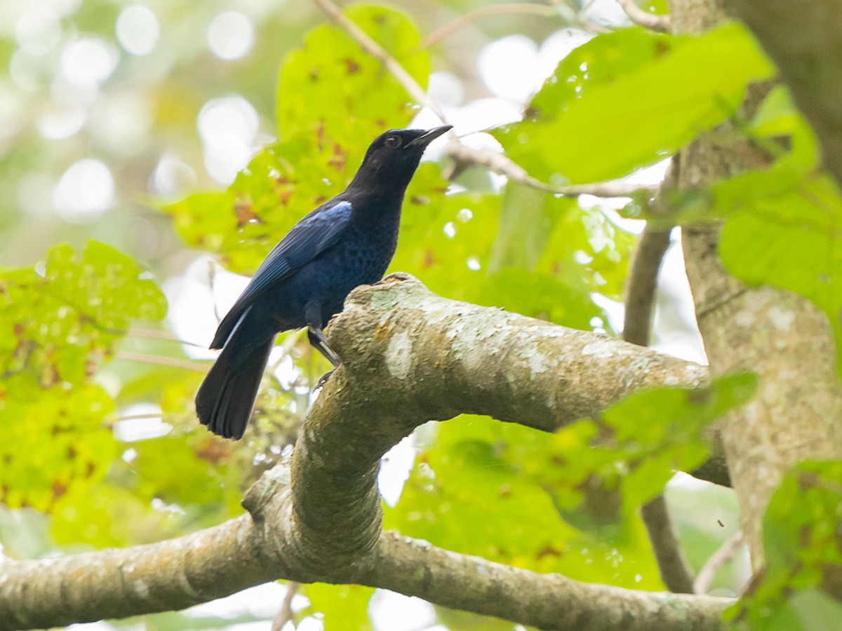 インドルリチョウ - ML646517835