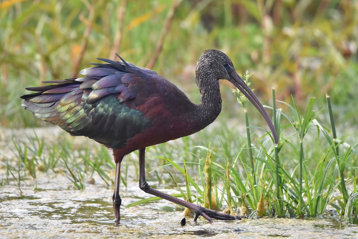 Glossy Ibis - ML646517838