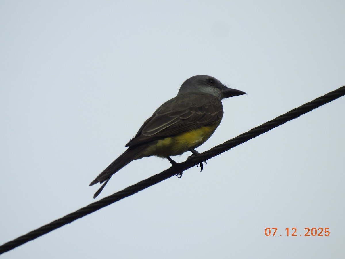 Tropical Kingbird - ML646517839
