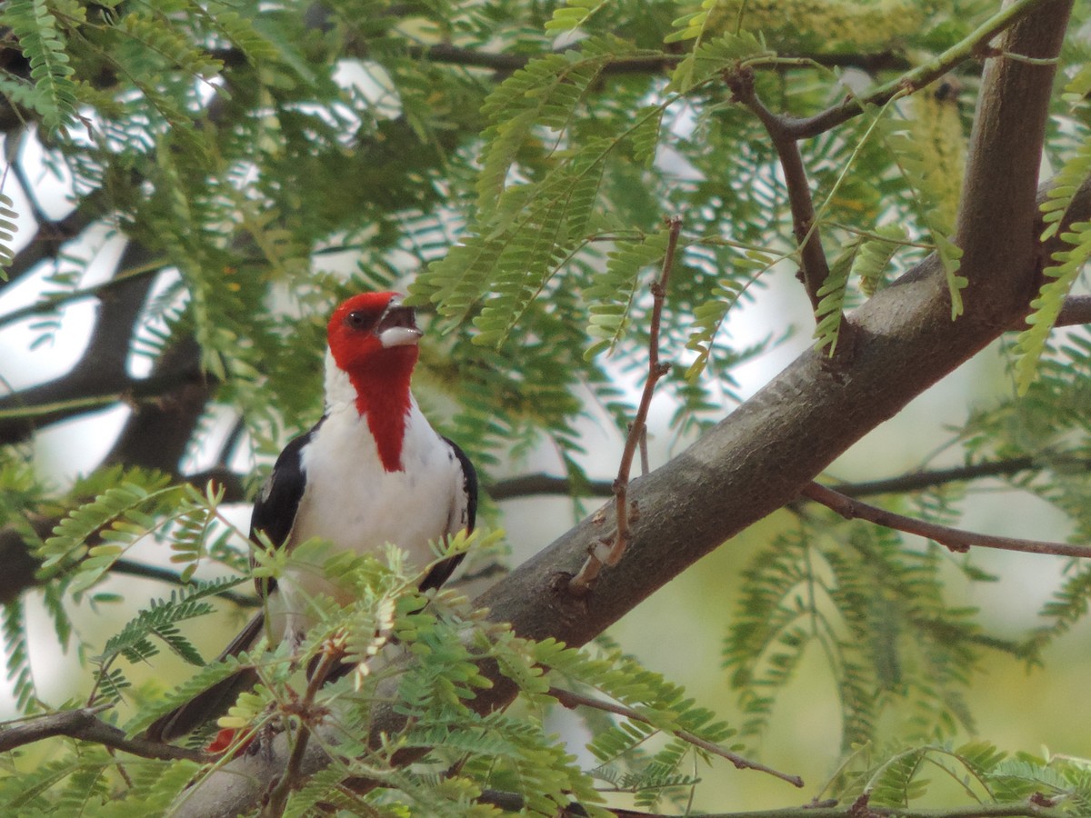 Доминиканская танагра-кардинал - ML646517841