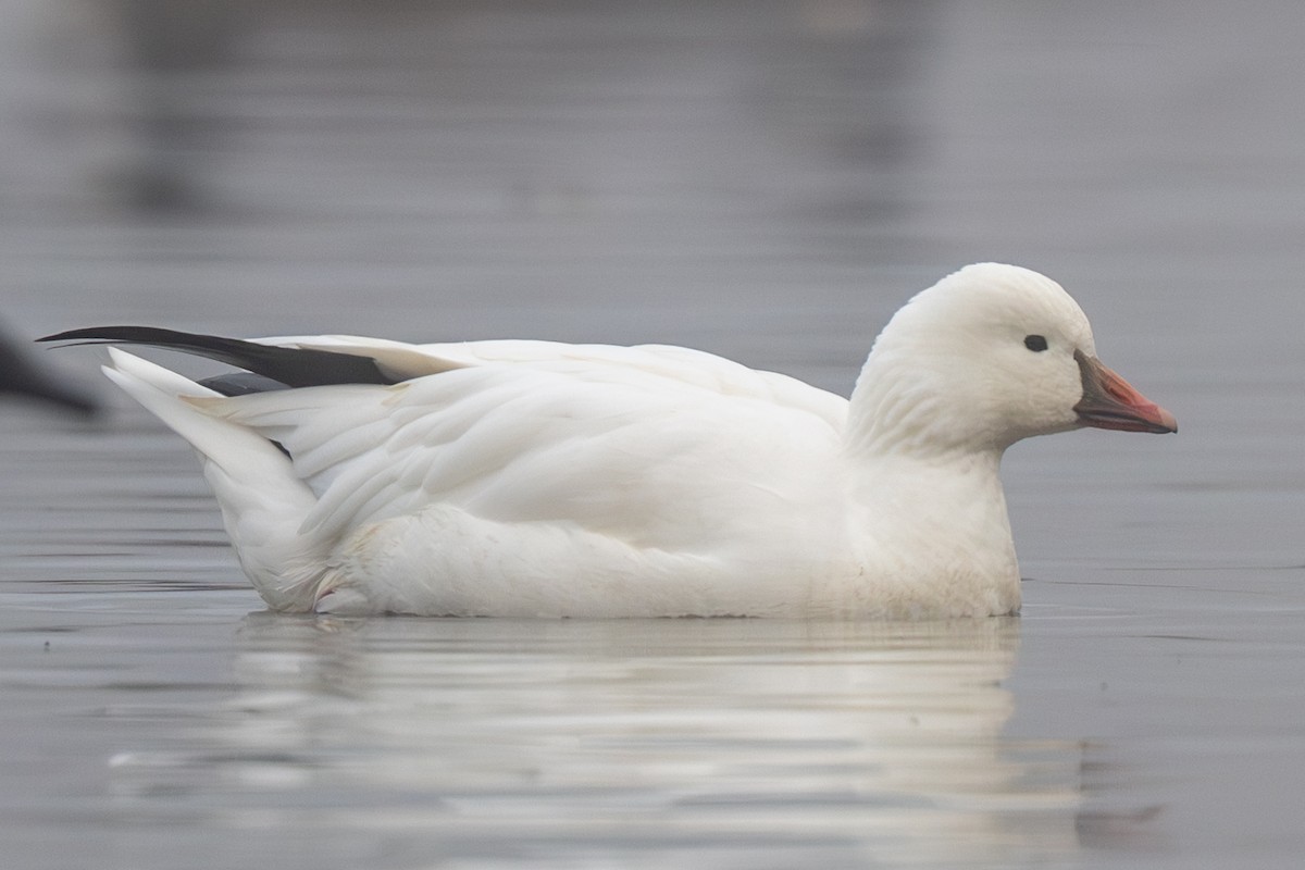 Гусь Росса - ML646517843