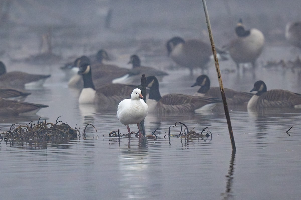 Гусь Росса - ML646517844