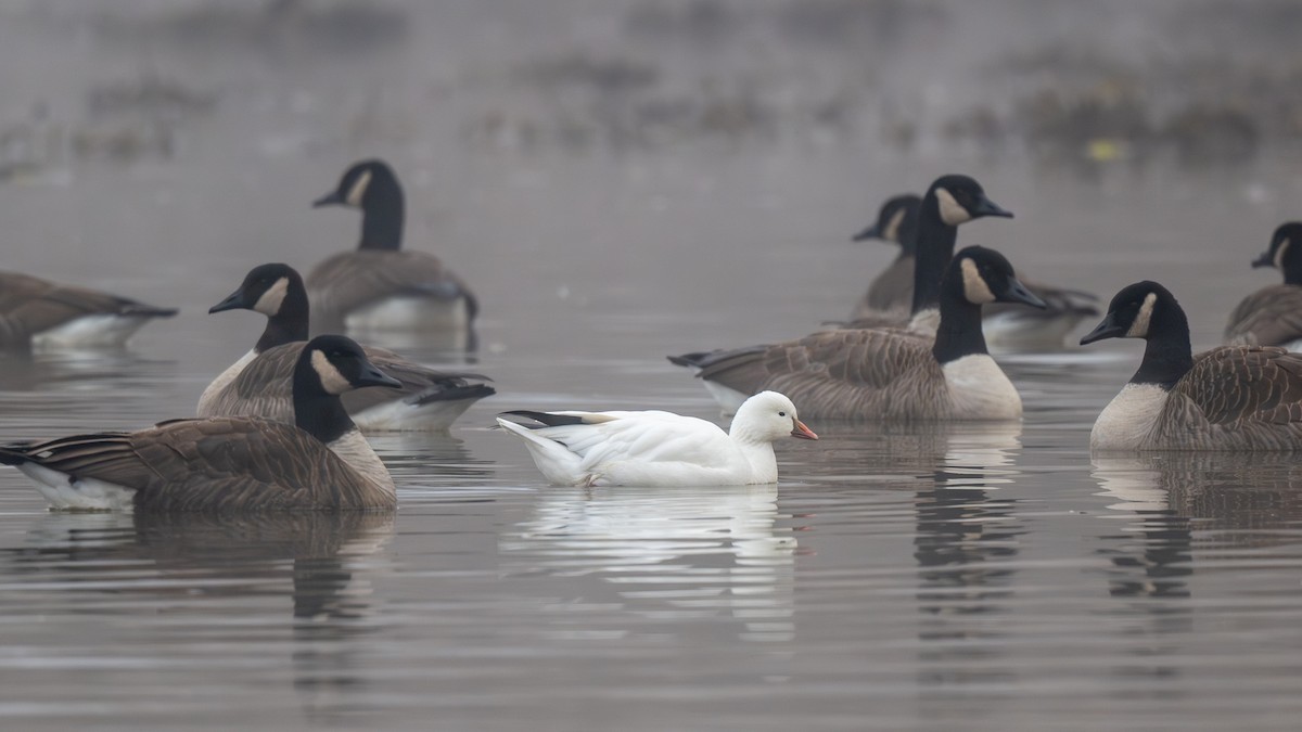 Гусь Росса - ML646517845