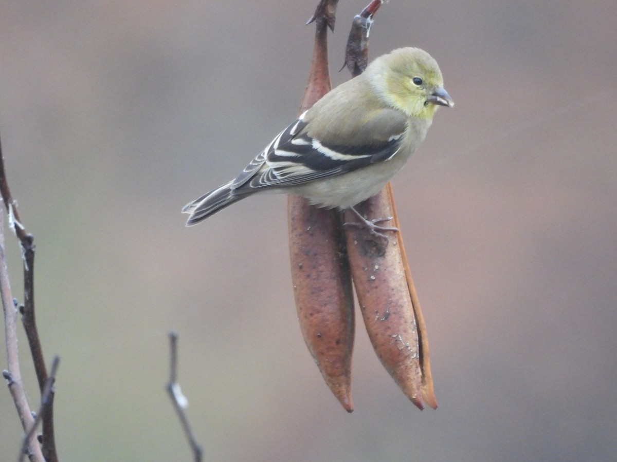 American Goldfinch - ML646517846