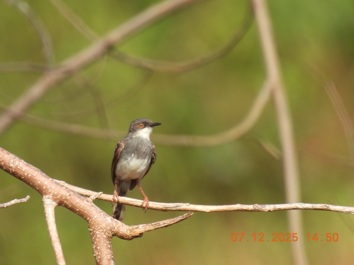 Gray-breasted Prinia - ML646517847