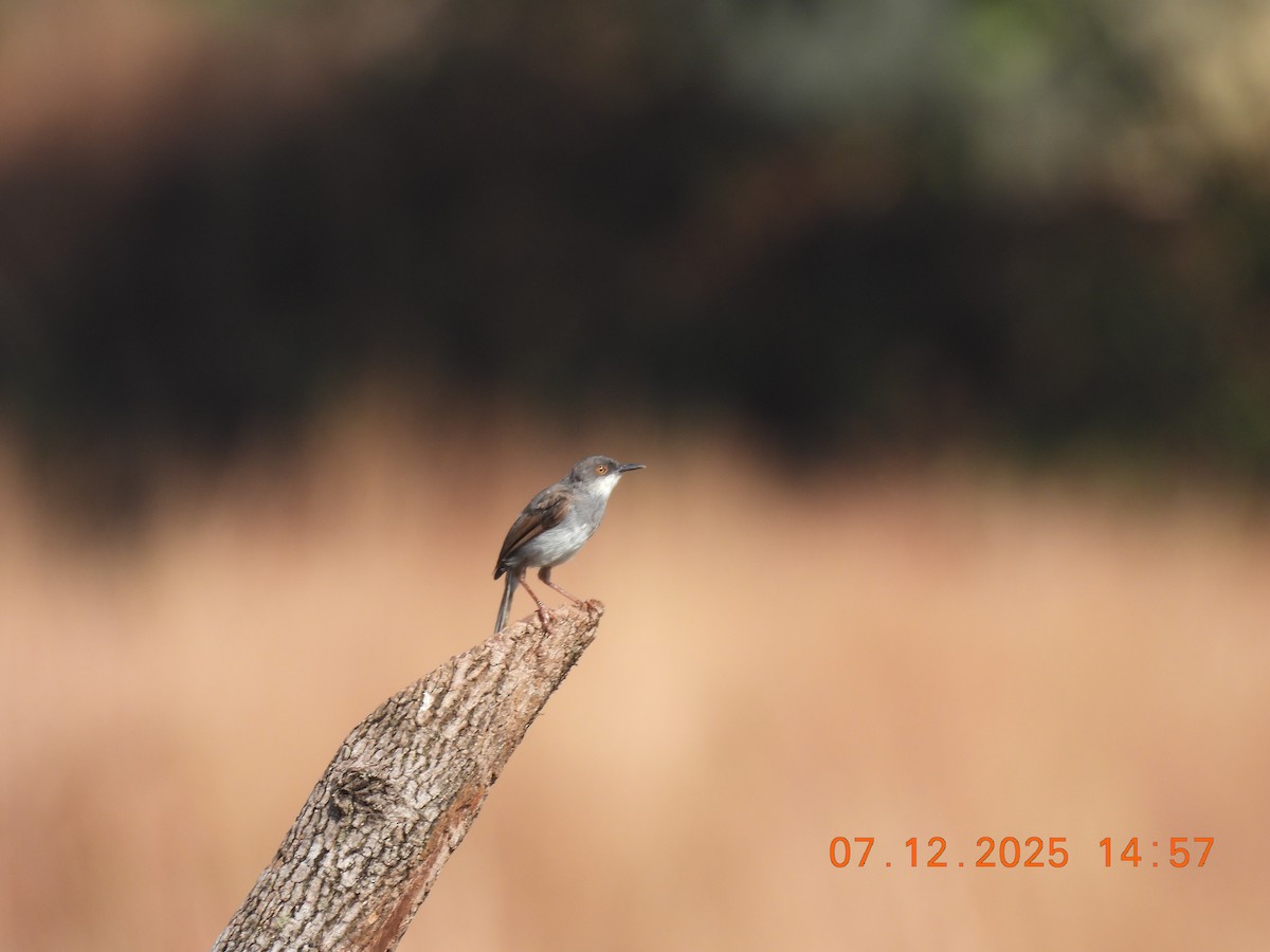 Gray-breasted Prinia - ML646517848