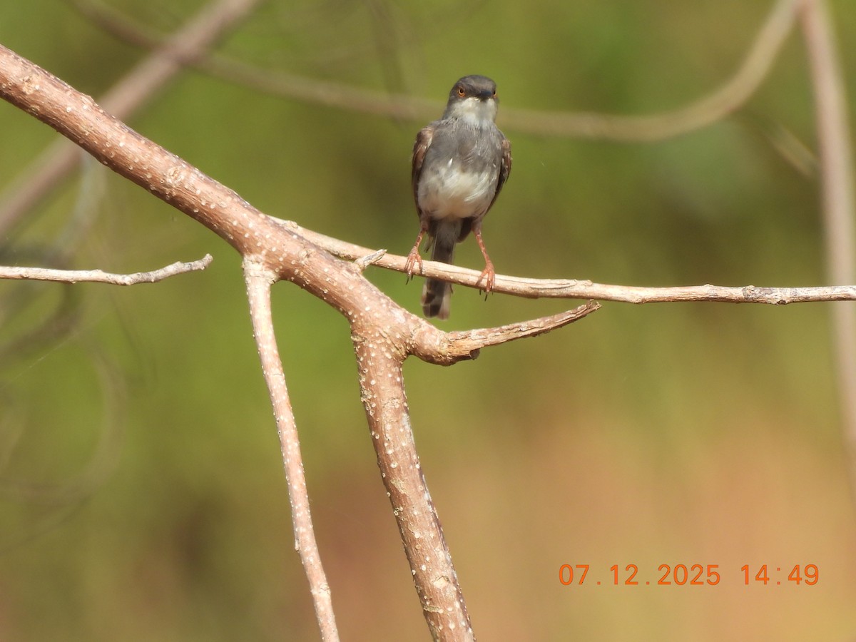 Gray-breasted Prinia - ML646517849