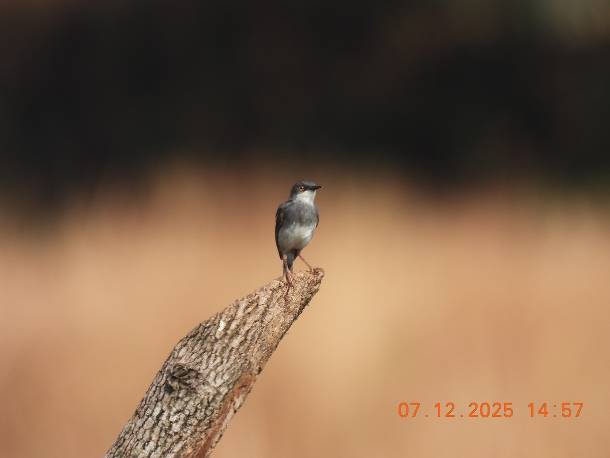 Gray-breasted Prinia - ML646517850