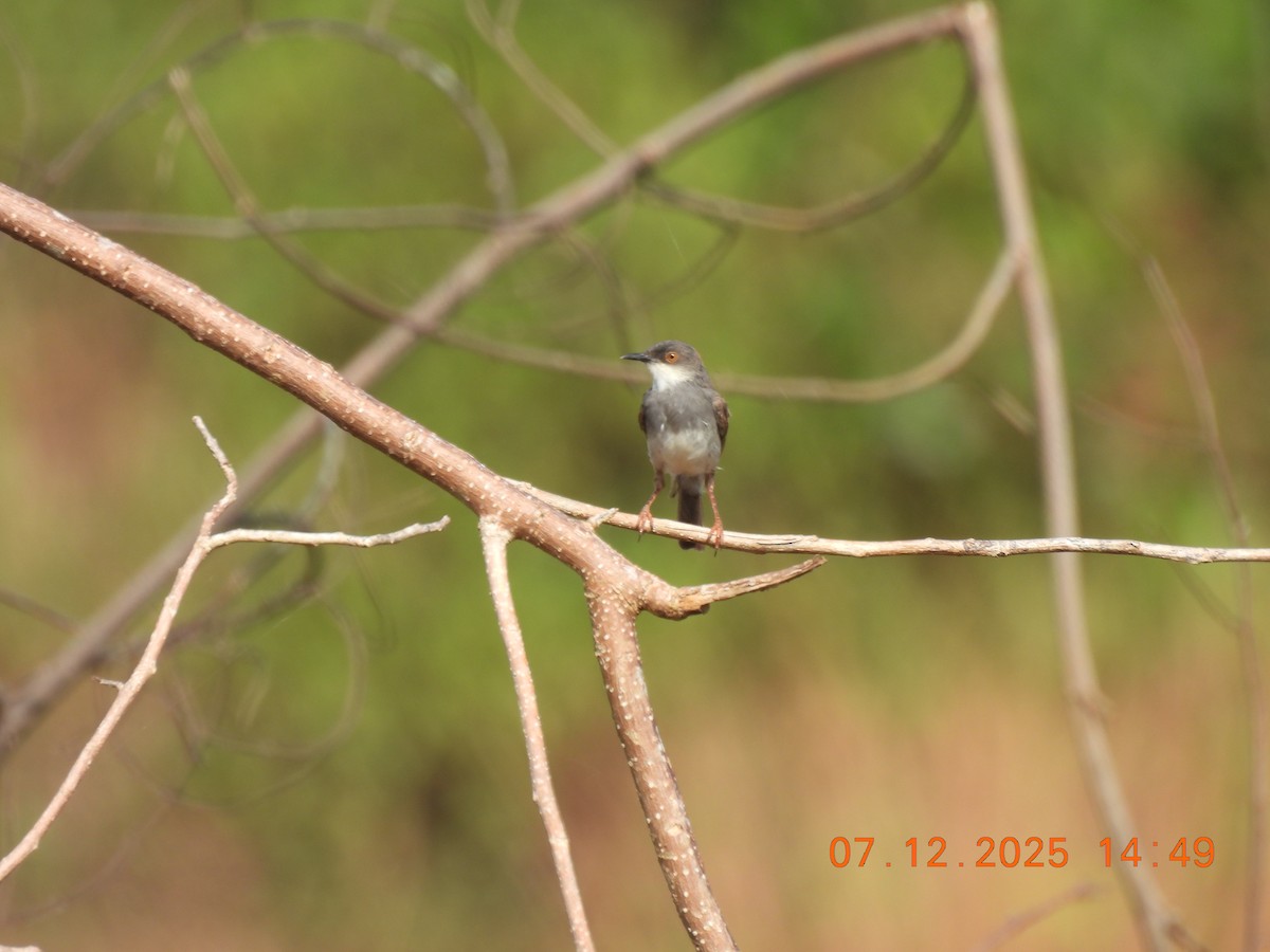 Gray-breasted Prinia - ML646517851