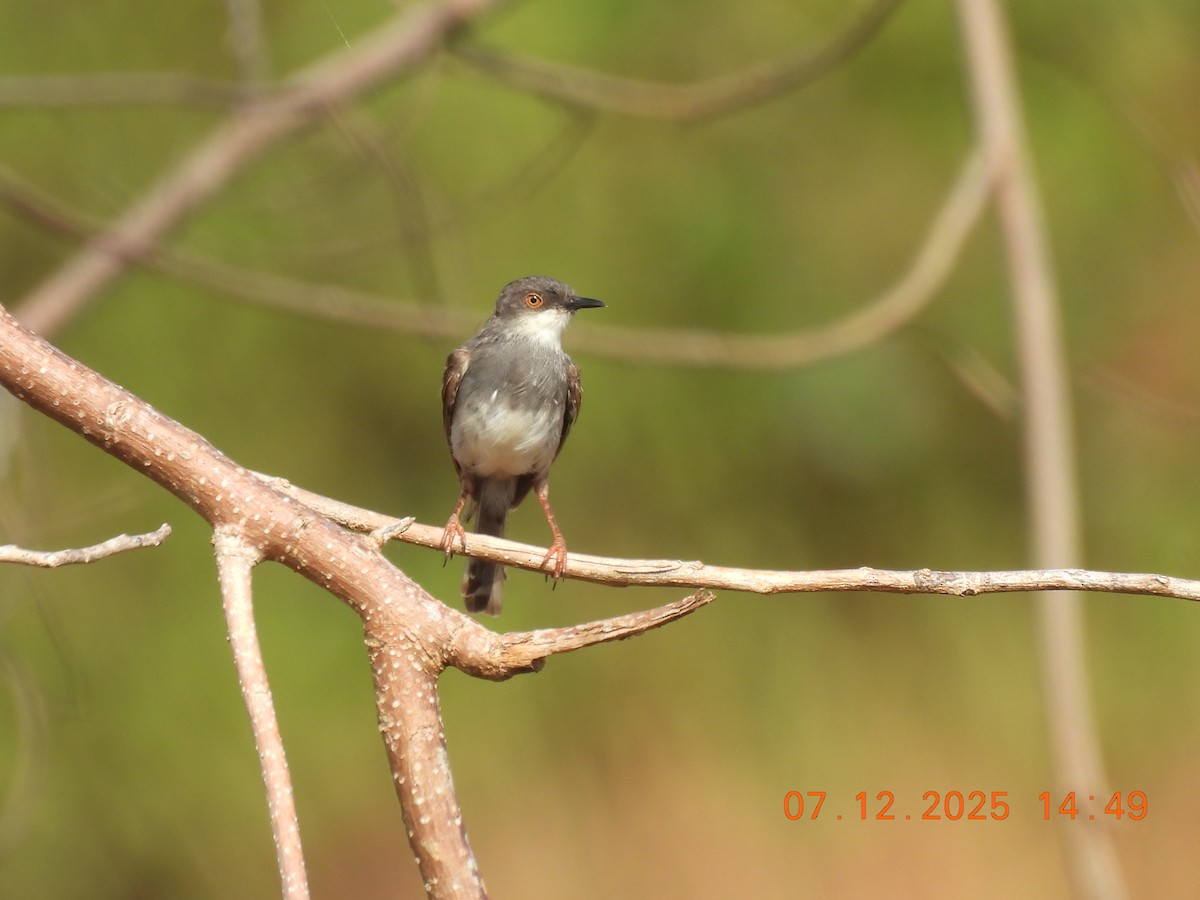 Gray-breasted Prinia - ML646517852