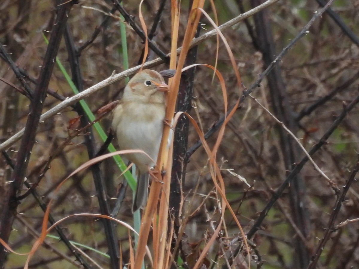 Field Sparrow - ML646517853
