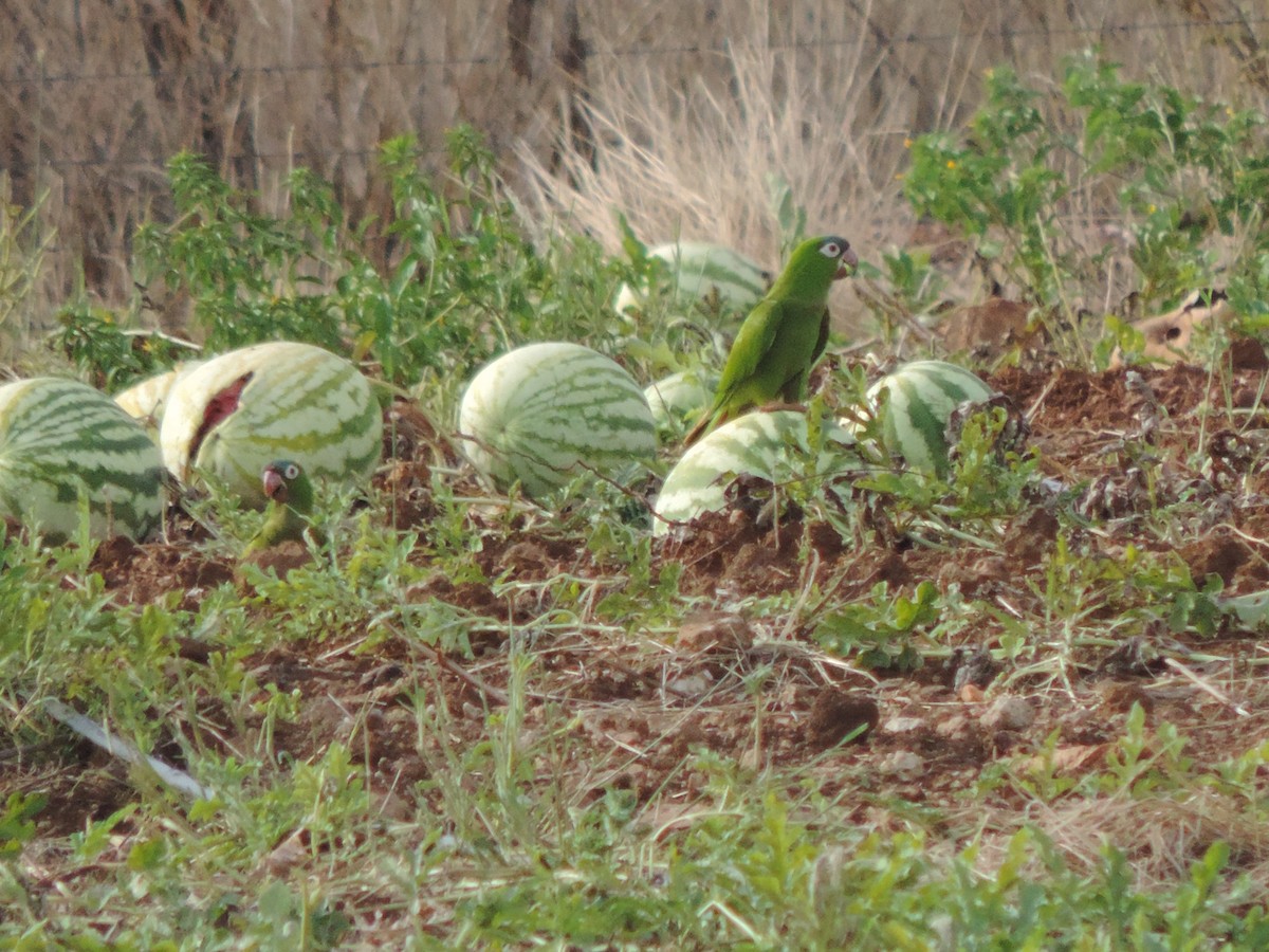 Синелобая аратинга - ML646517854