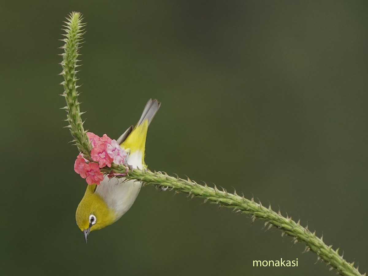 Indian White-eye - ML646517855