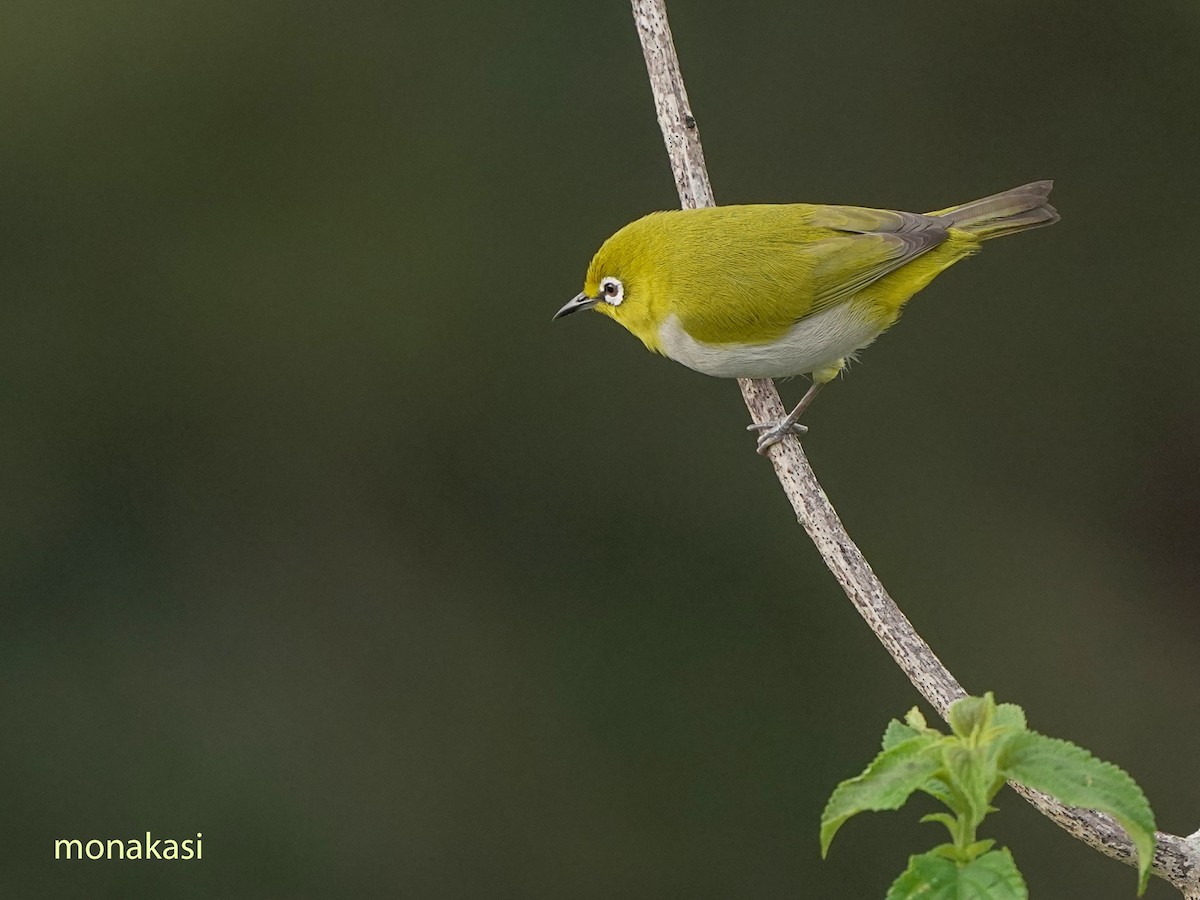 Indian White-eye - ML646517856