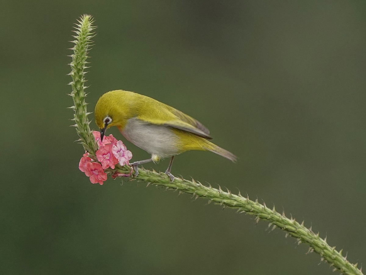 Indian White-eye - ML646517857
