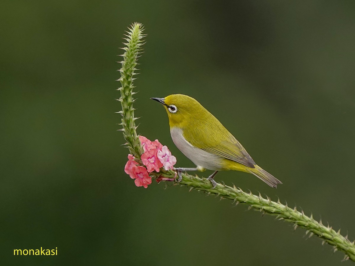 Indian White-eye - ML646517858