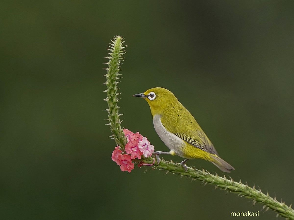 Indian White-eye - ML646517859