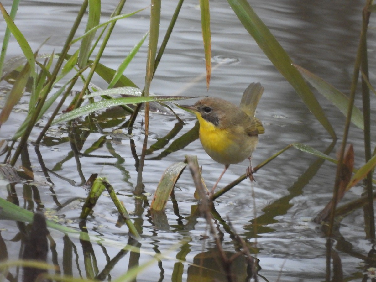 Common Yellowthroat - ML646517874