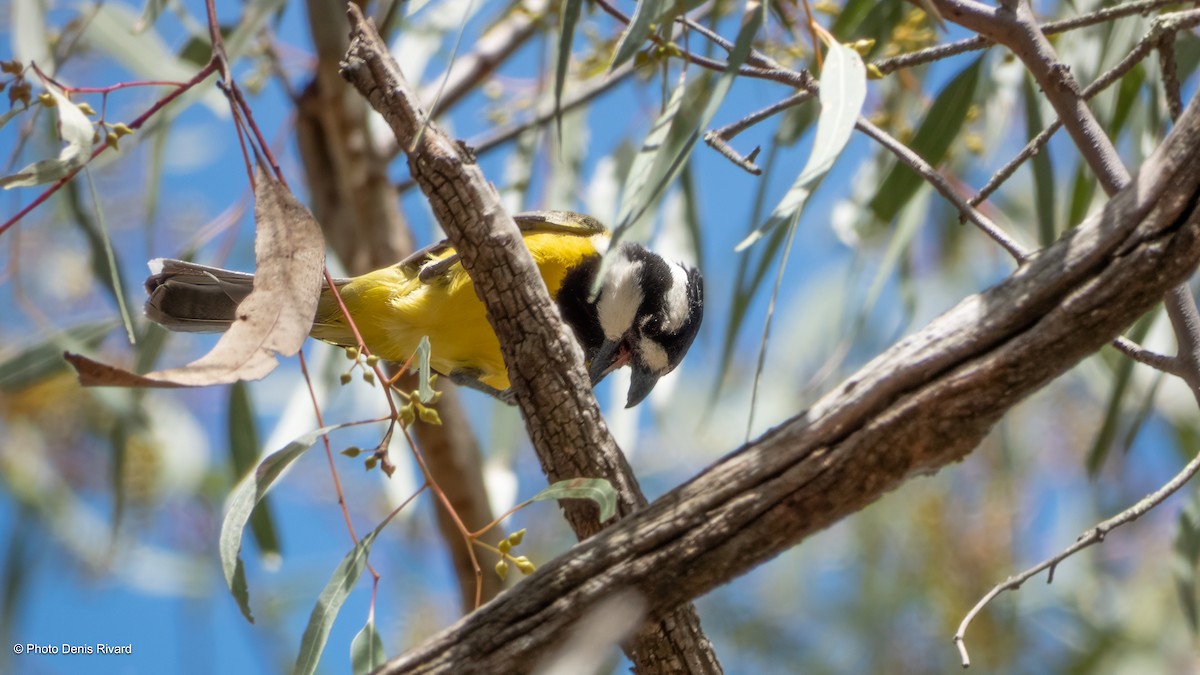 Eastern Shrike-tit - ML646517876