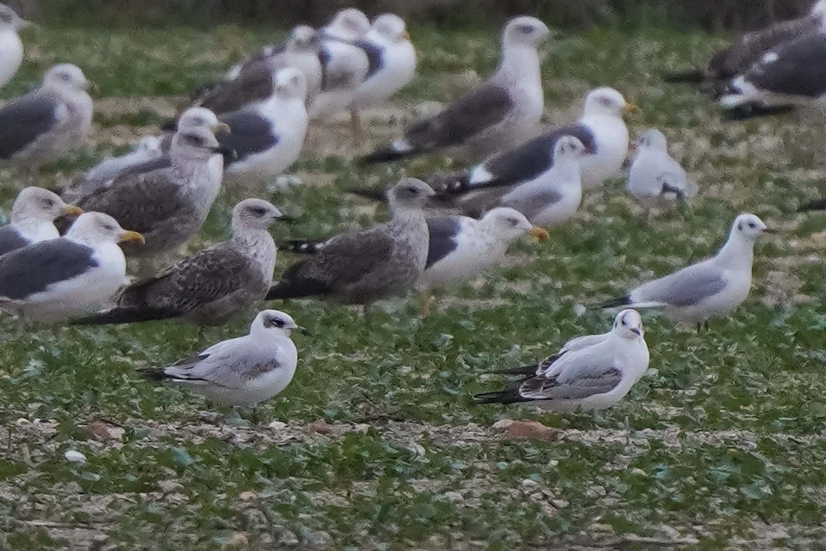 Черноголовая чайка - ML646517877