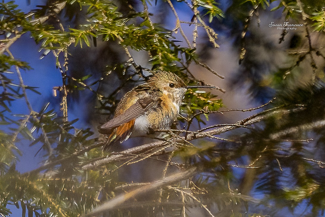 Rufous Hummingbird - ML646517878