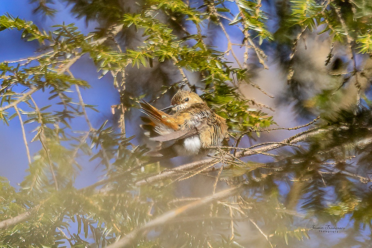 Rufous Hummingbird - ML646517880