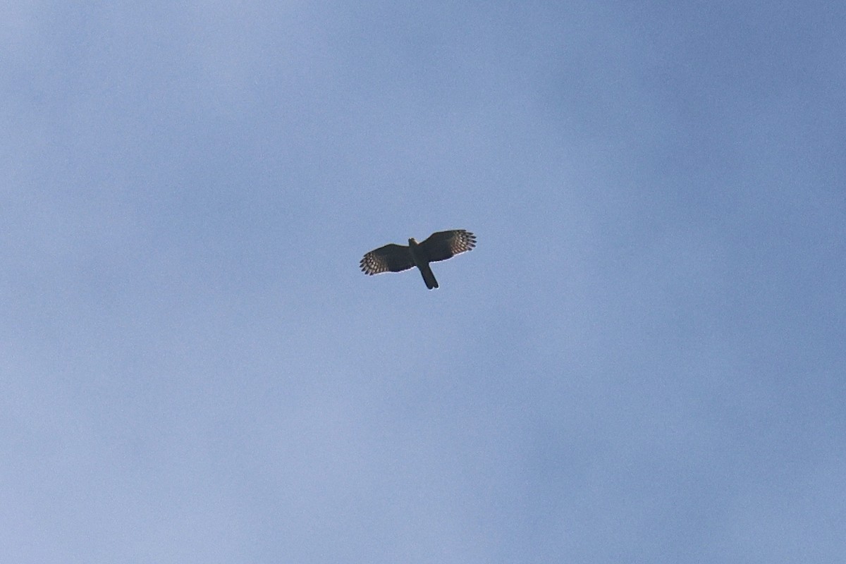 Jerdon's Baza - ML646517883