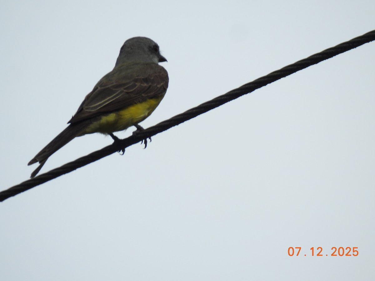 Tropical Kingbird - ML646517884