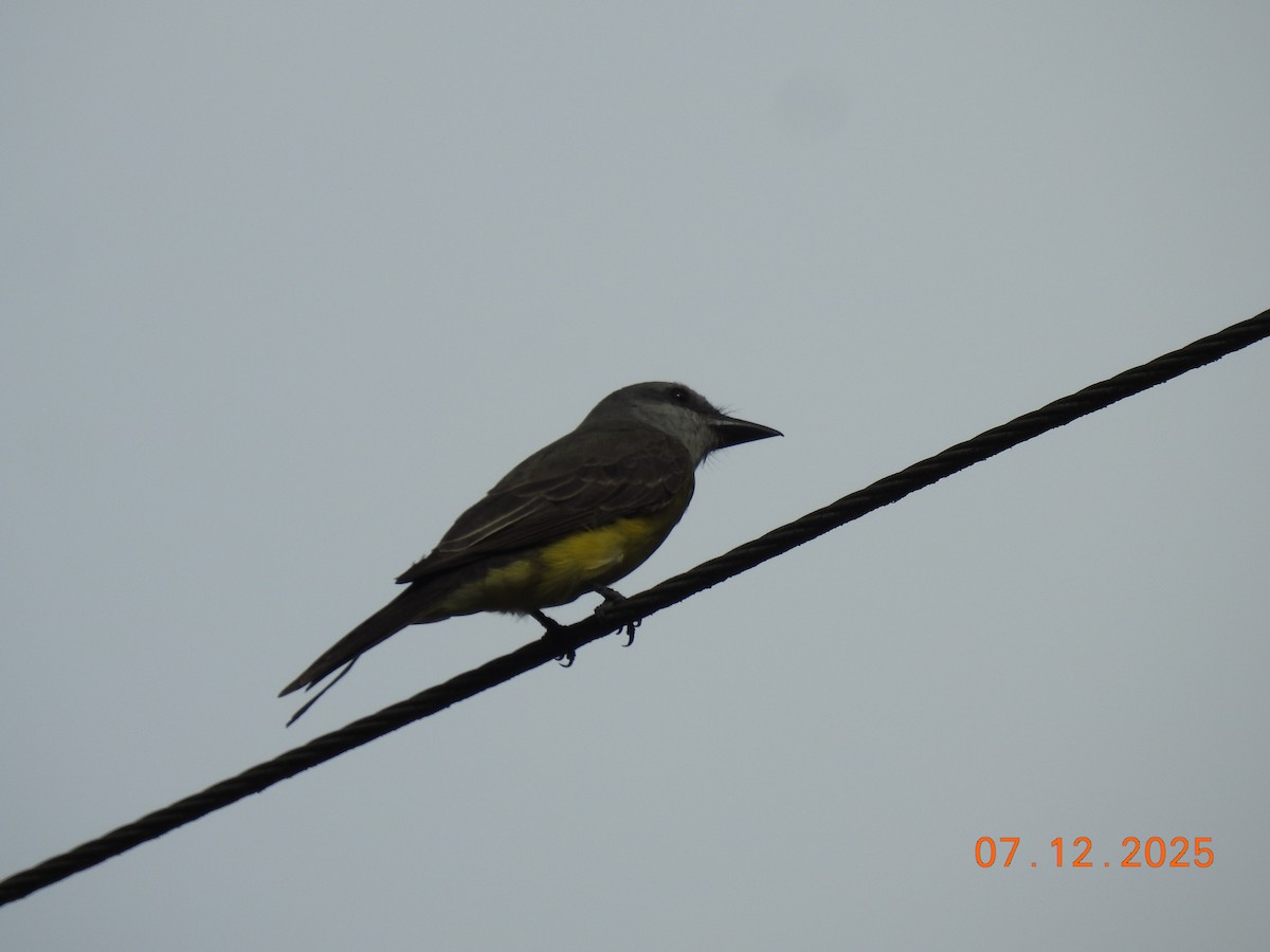 Tropical Kingbird - ML646517885