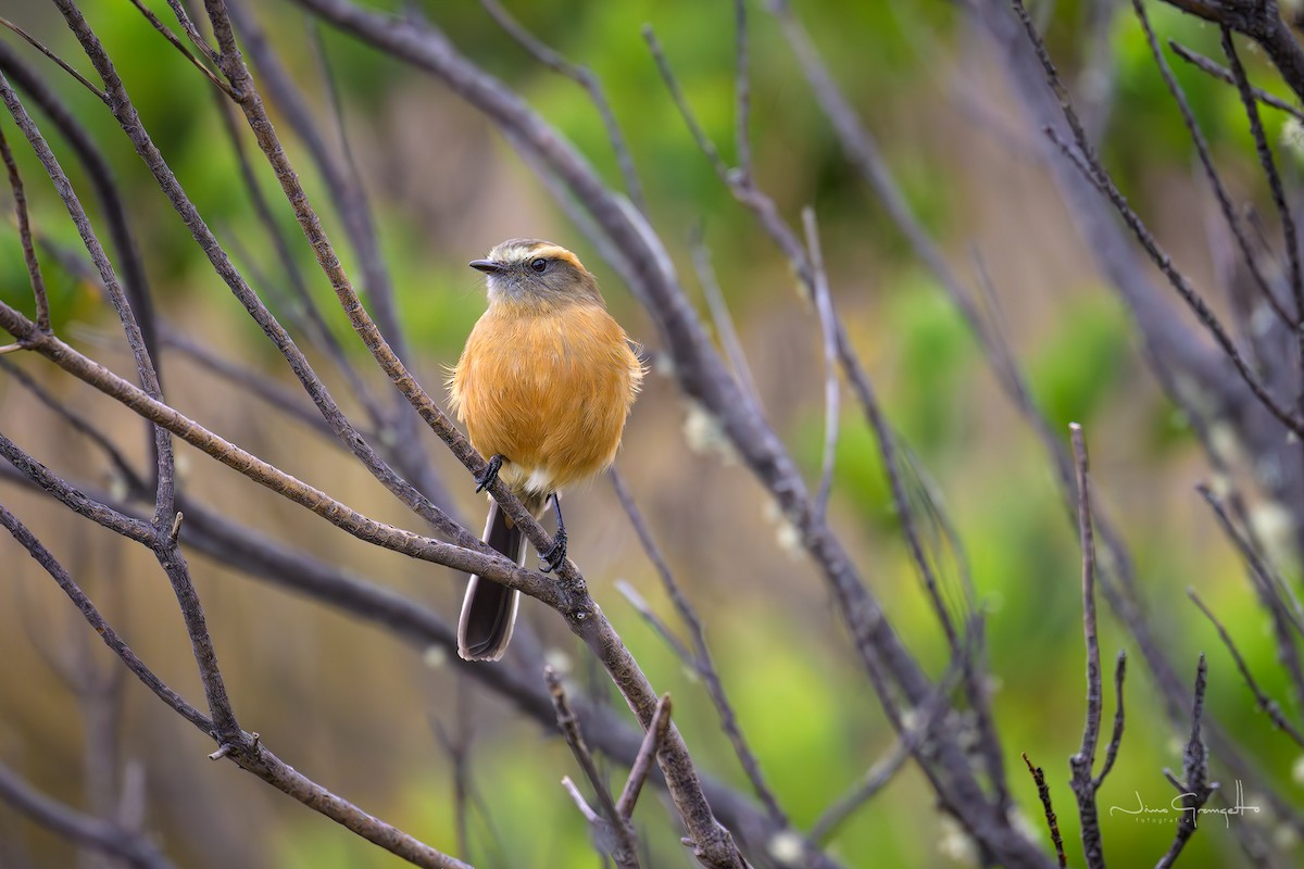Brown-backed Chat-Tyrant - ML646517888